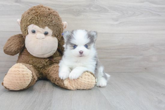 Cute Pomsky Baby