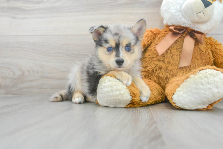 Pomsky Puppy for Adoption