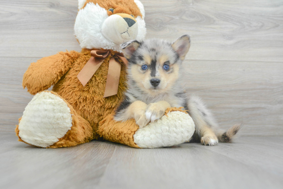 Fluffy Pomsky Designer Pup