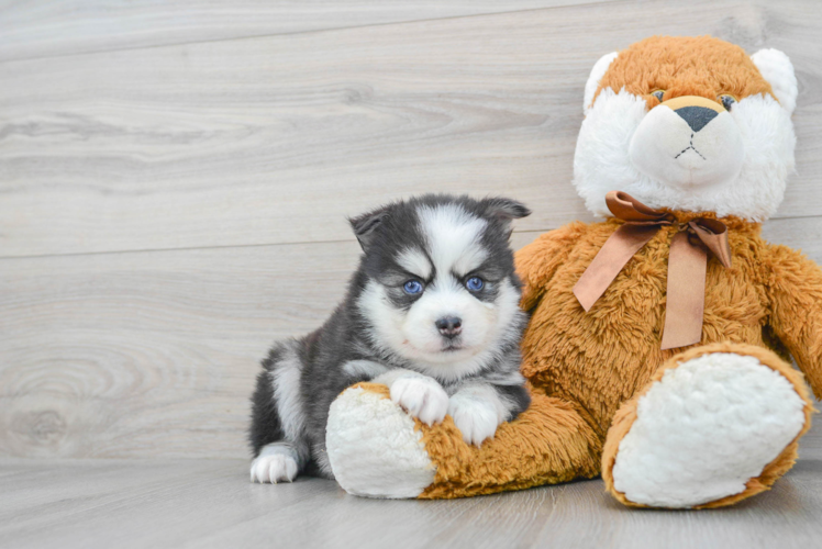Pomsky Pup Being Cute