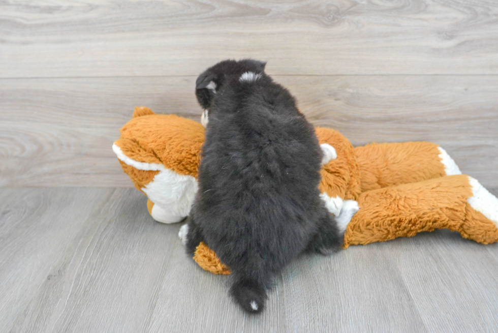 Pomsky Pup Being Cute
