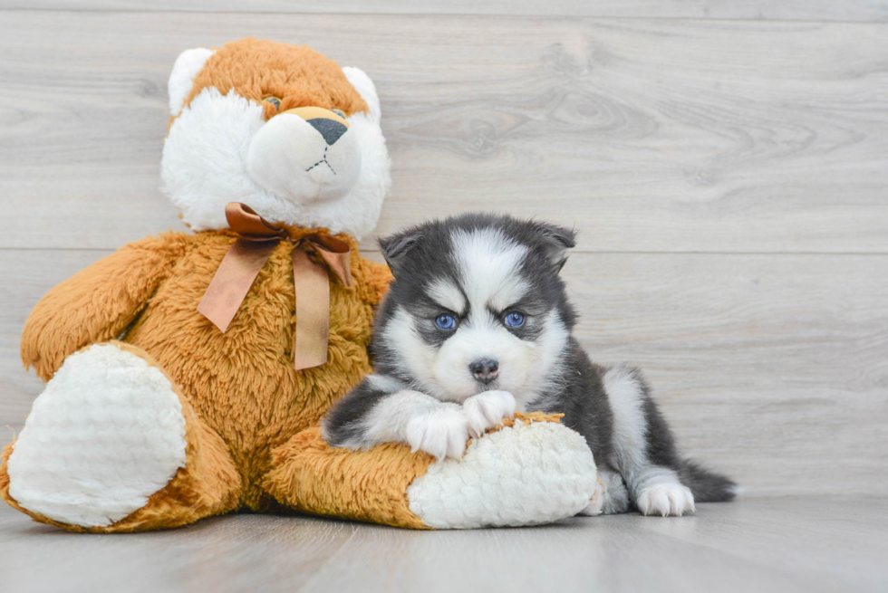 Smart Pomsky Designer Pup