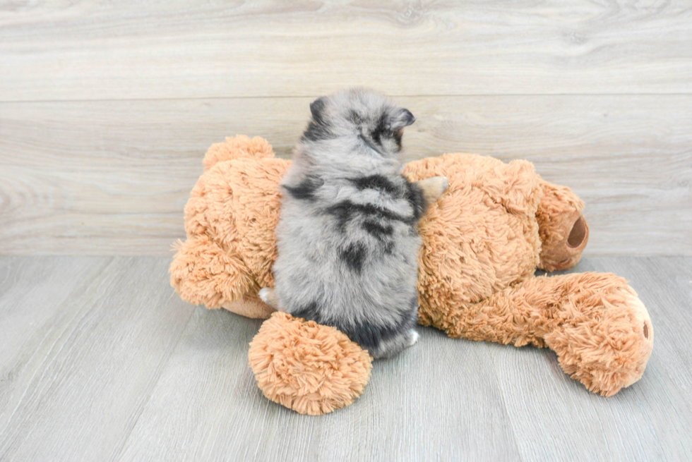Small Pomsky Baby