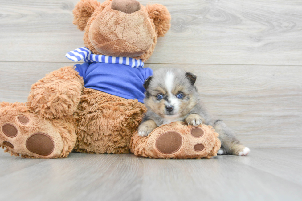 Pomsky Pup Being Cute