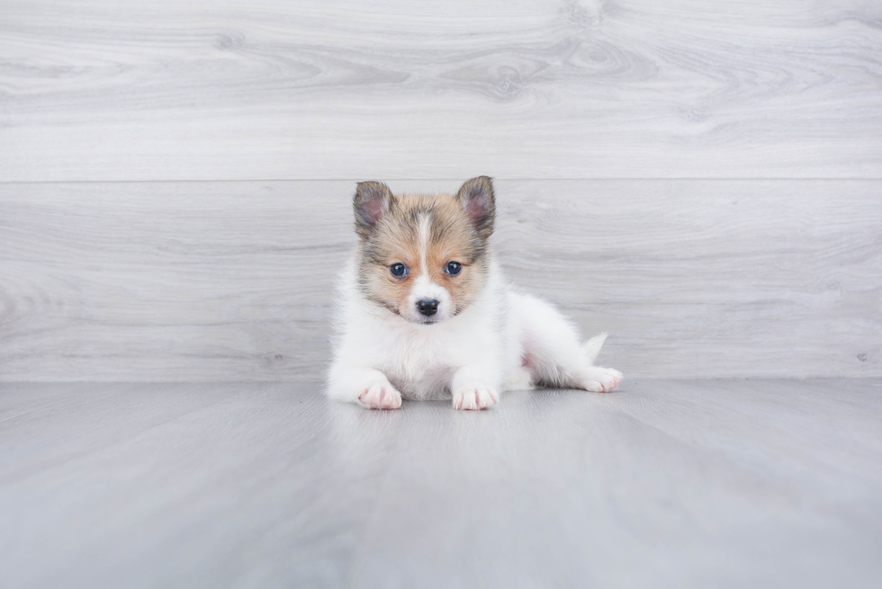 Smart Pomsky Designer Pup