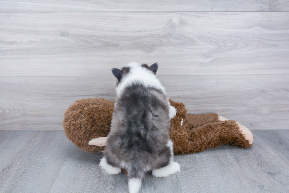 Pomsky Pup Being Cute