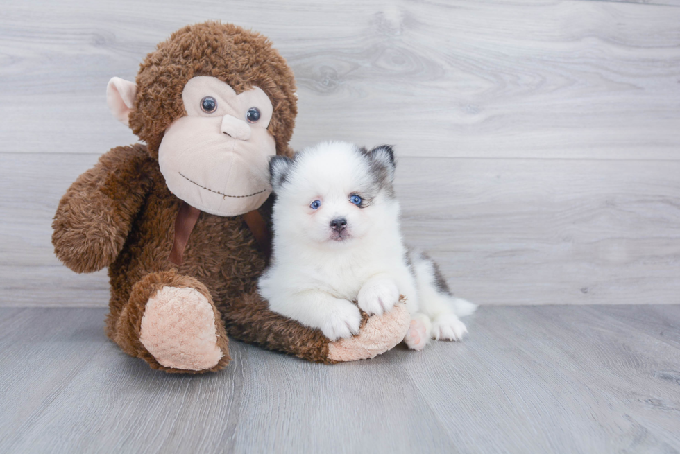 Adorable Mini Husky Designer Puppy