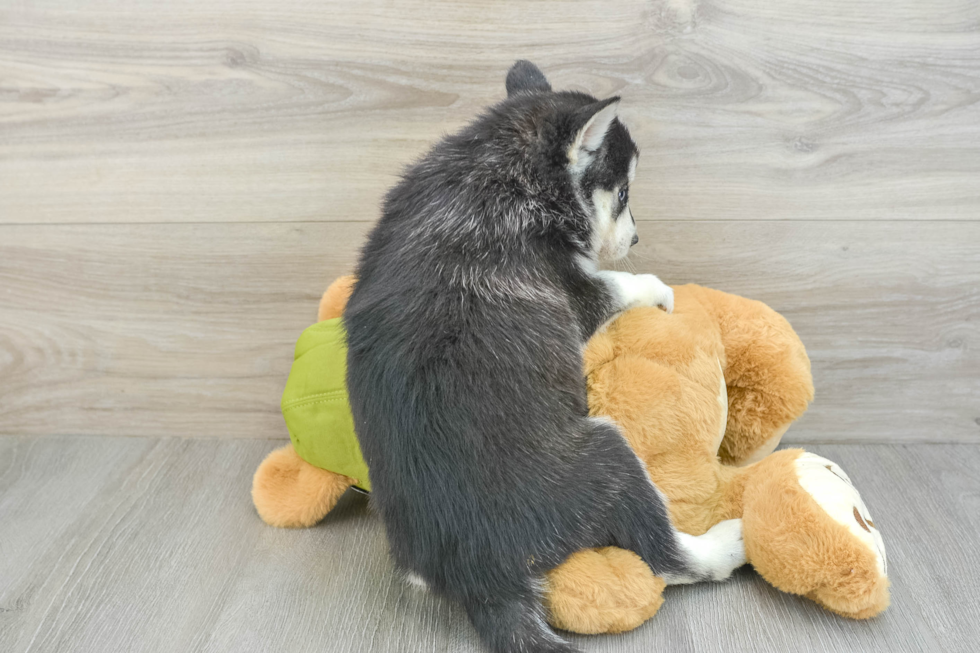 Little Husky and Pomeranian Mix Designer Puppy