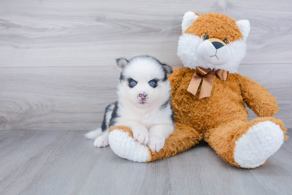 Pomsky Puppy for Adoption