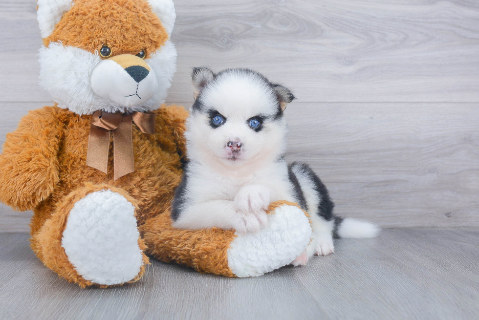 Best Pomsky Baby