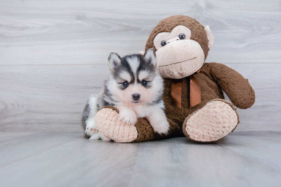 Cute Pomsky Baby