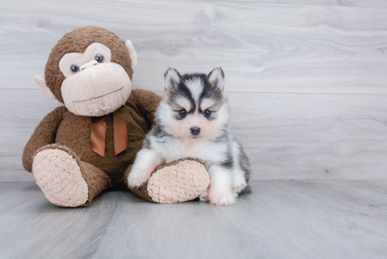 Funny Pomsky Designer Pup