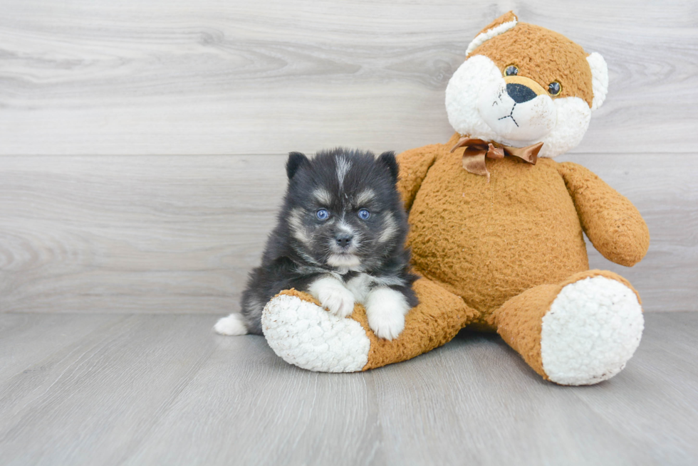 Happy Pomsky Baby