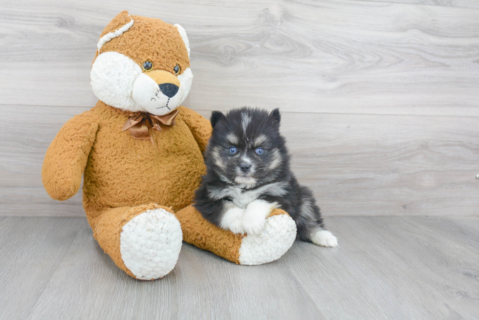 Pomsky Pup Being Cute