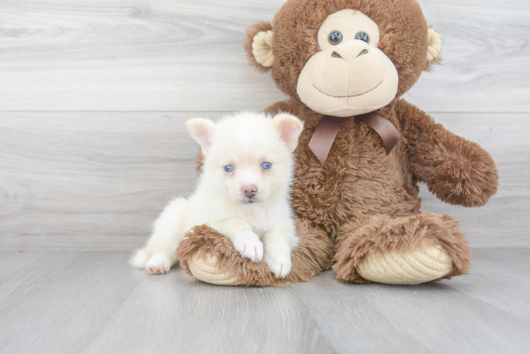 Sweet Pomsky Baby