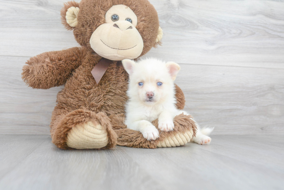 Happy Pomsky Baby