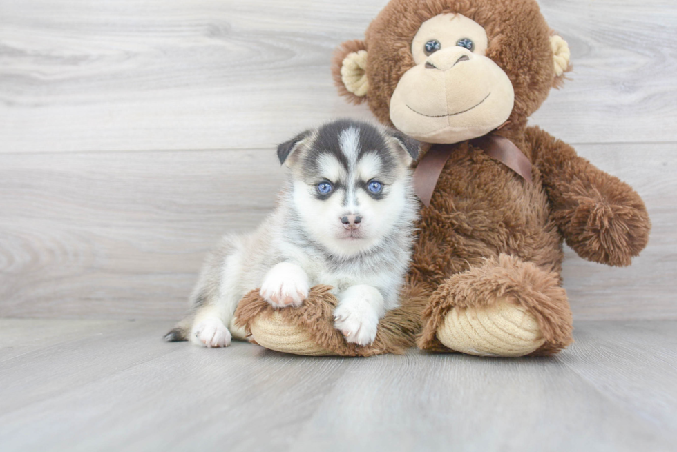 Pomsky Pup Being Cute