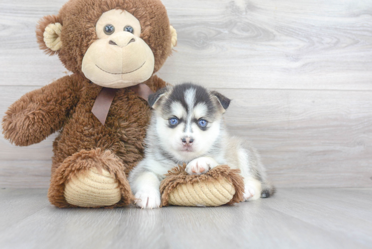 Best Pomsky Baby