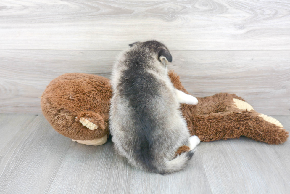 Pomsky Puppy for Adoption