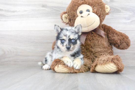 Best Pomsky Baby