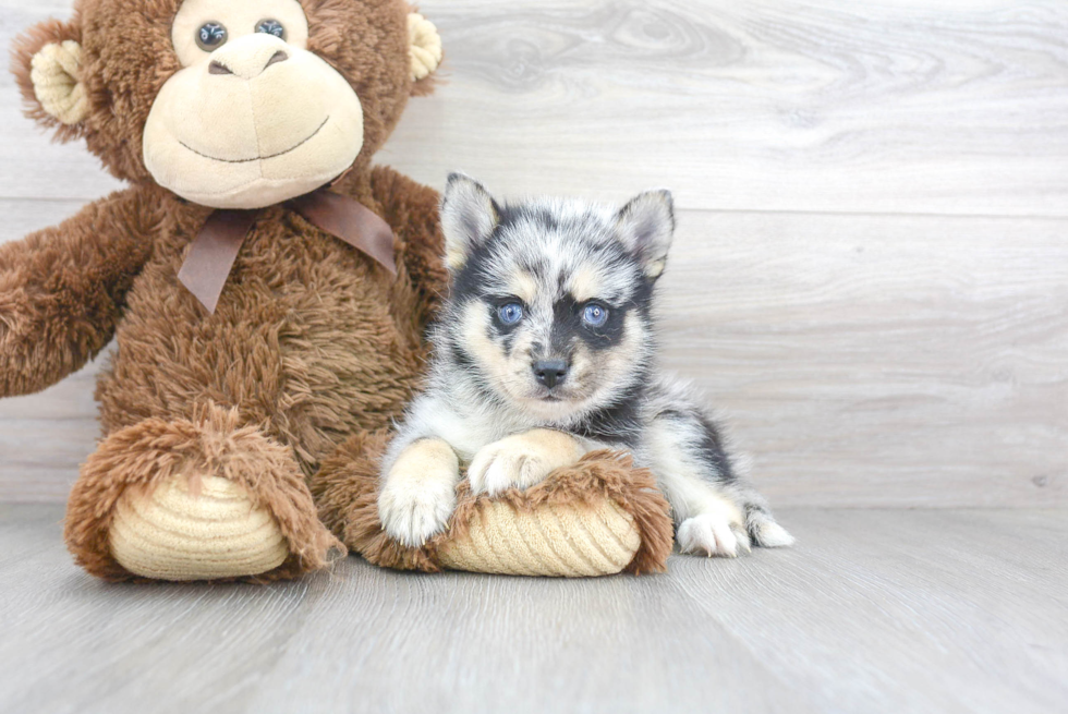 Pomsky Pup Being Cute