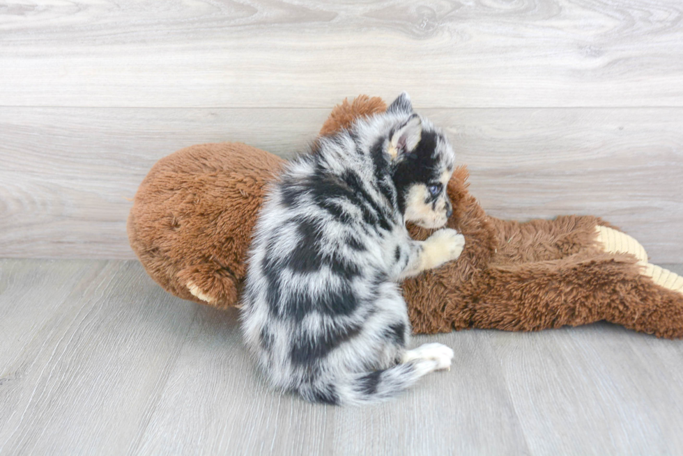 Small Pomsky Baby