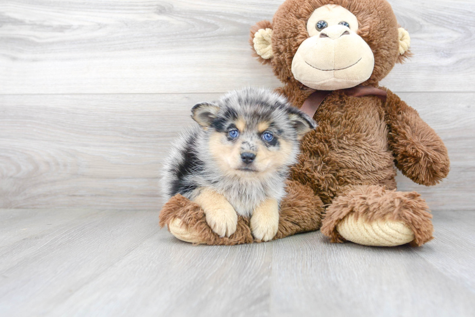 Pomsky Puppy for Adoption