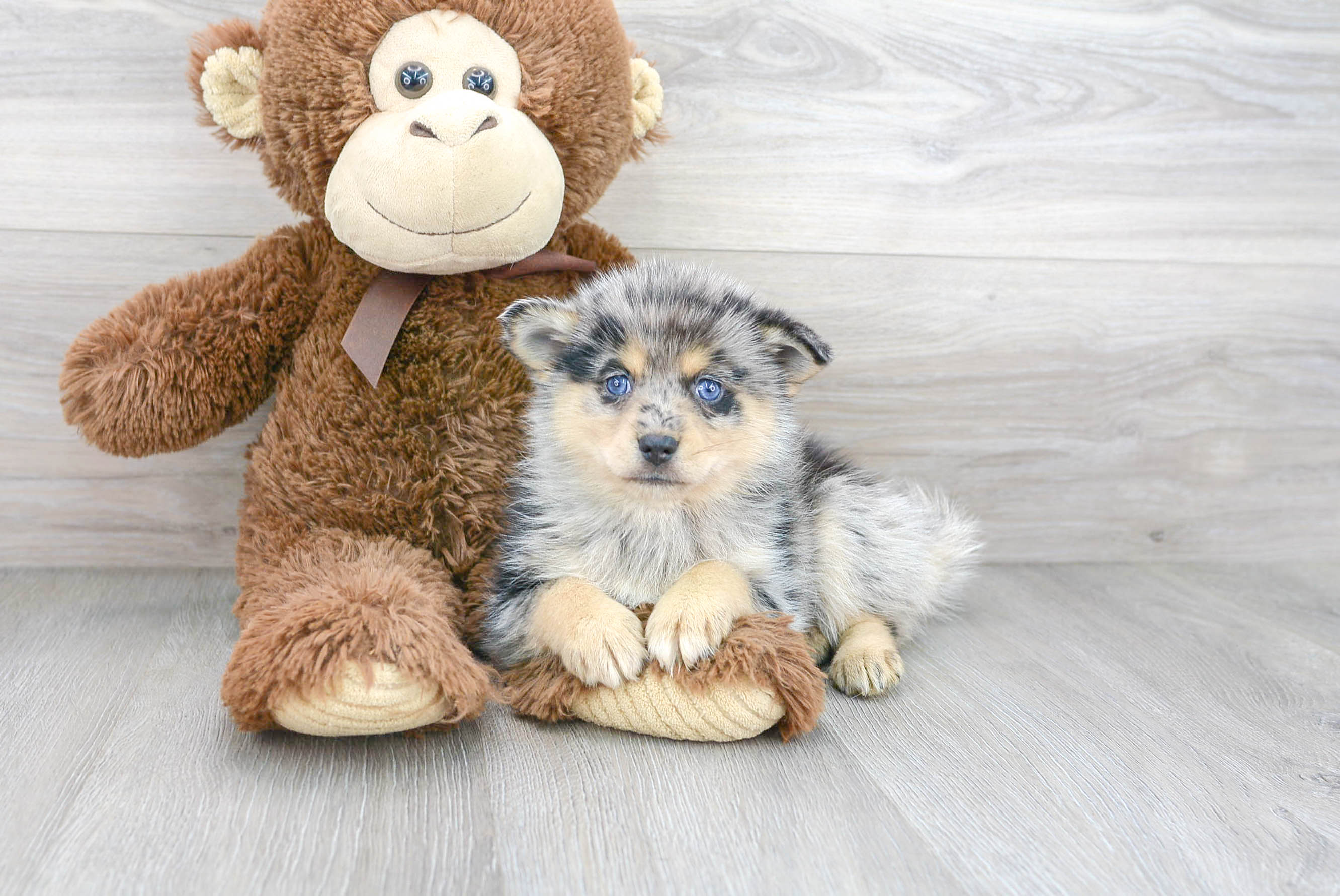 Best Pomsky Baby