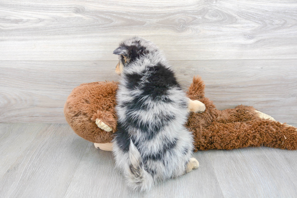 Pomsky Pup Being Cute