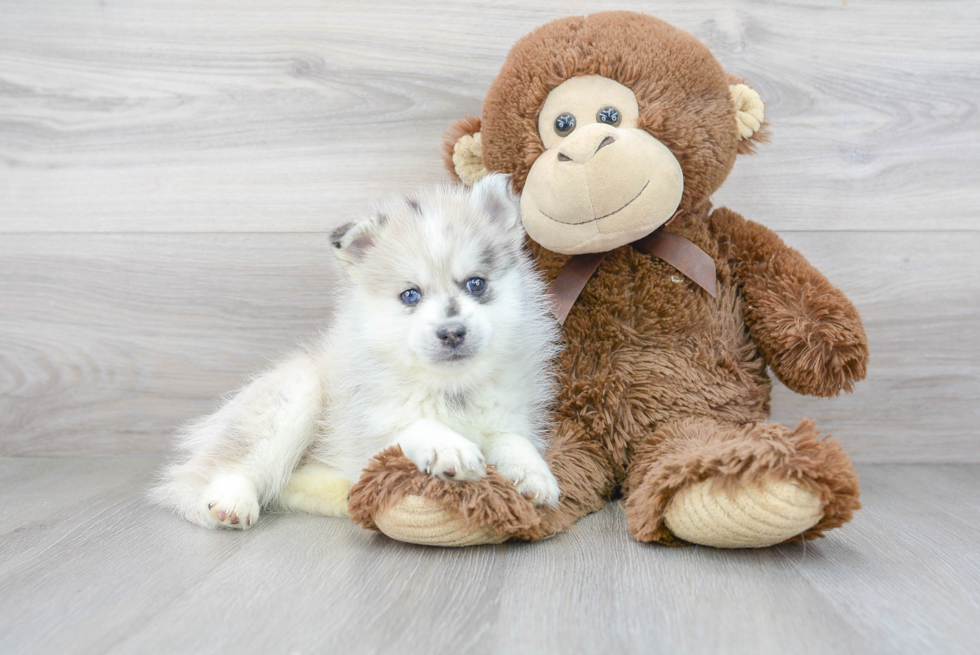 Pomsky Pup Being Cute