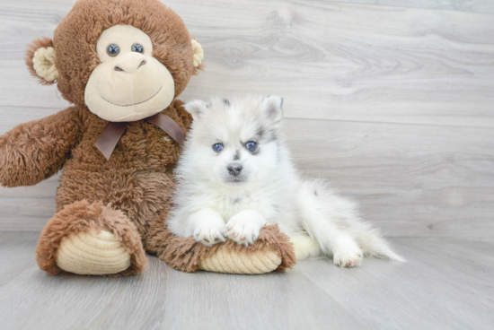 Pomsky Puppy for Adoption