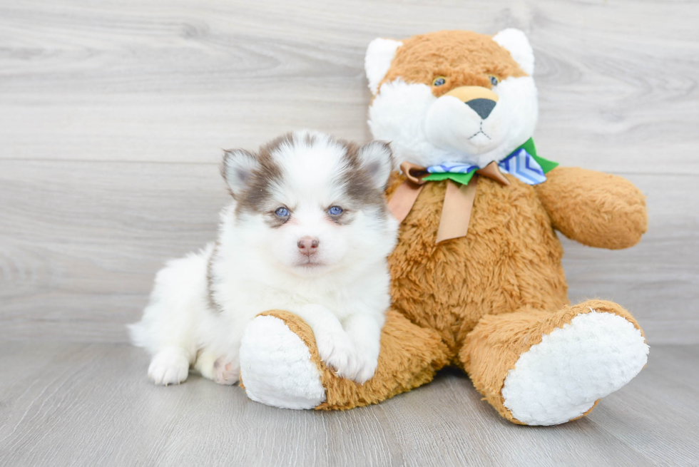 Adorable Mini Husky Designer Puppy