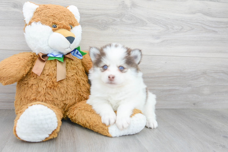 Pomsky Pup Being Cute