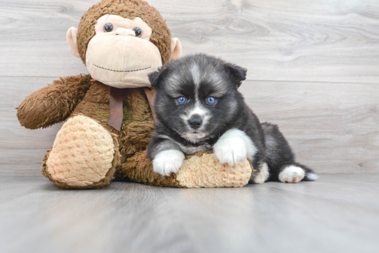 Energetic Mini Husky Designer Puppy