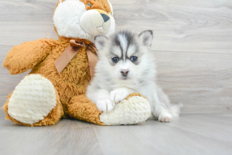 Pomsky Pup Being Cute