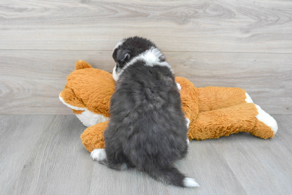 Energetic Mini Husky Designer Puppy
