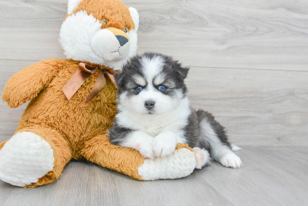 Cute Pomsky Baby