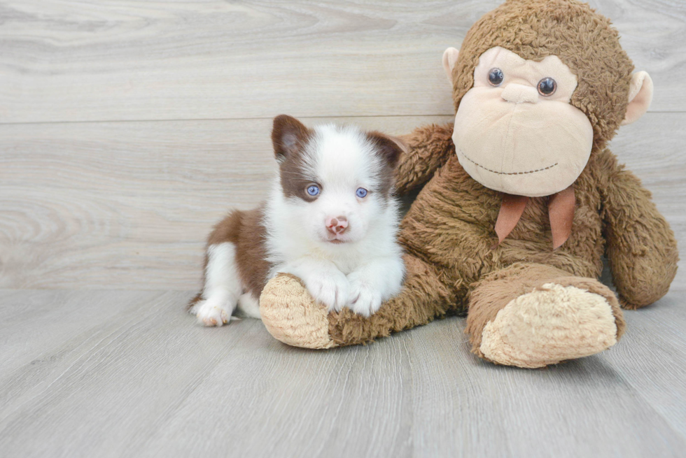 Energetic Mini Husky Designer Puppy