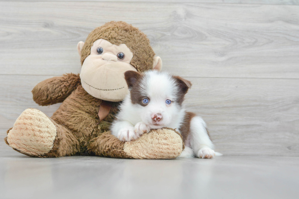 Best Pomsky Baby