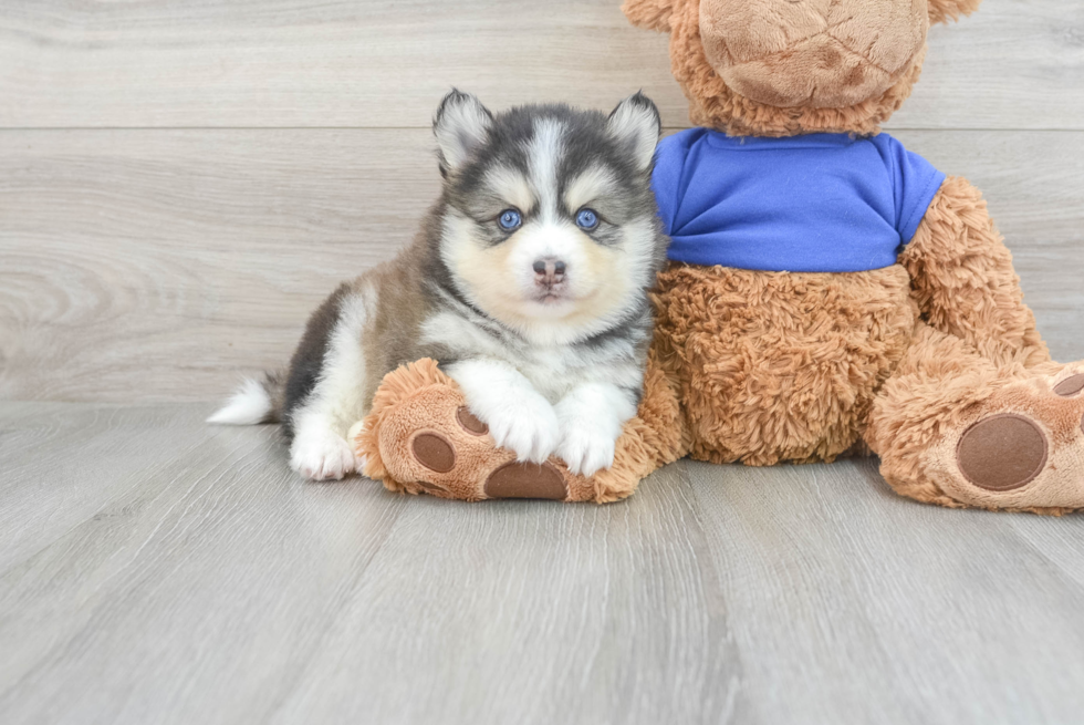 Pomsky Puppy for Adoption