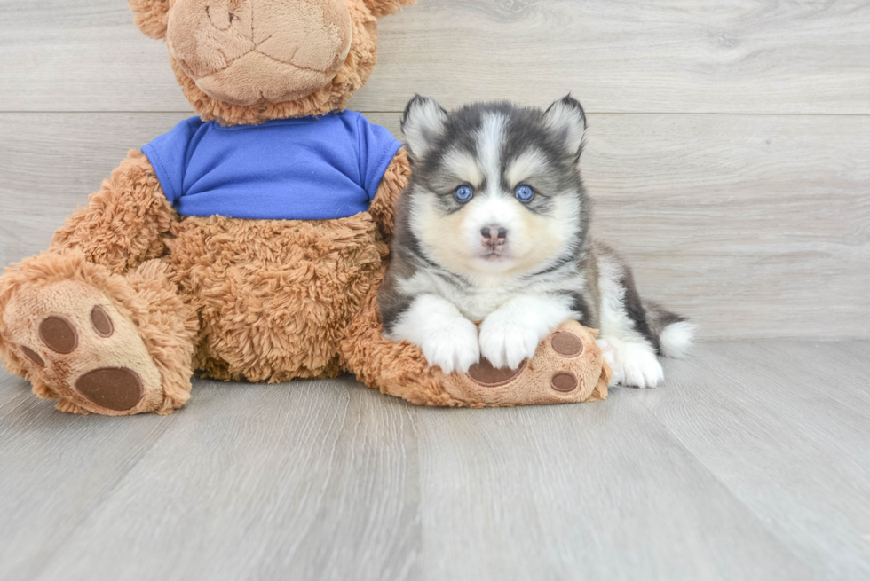 Funny Pomsky Designer Pup