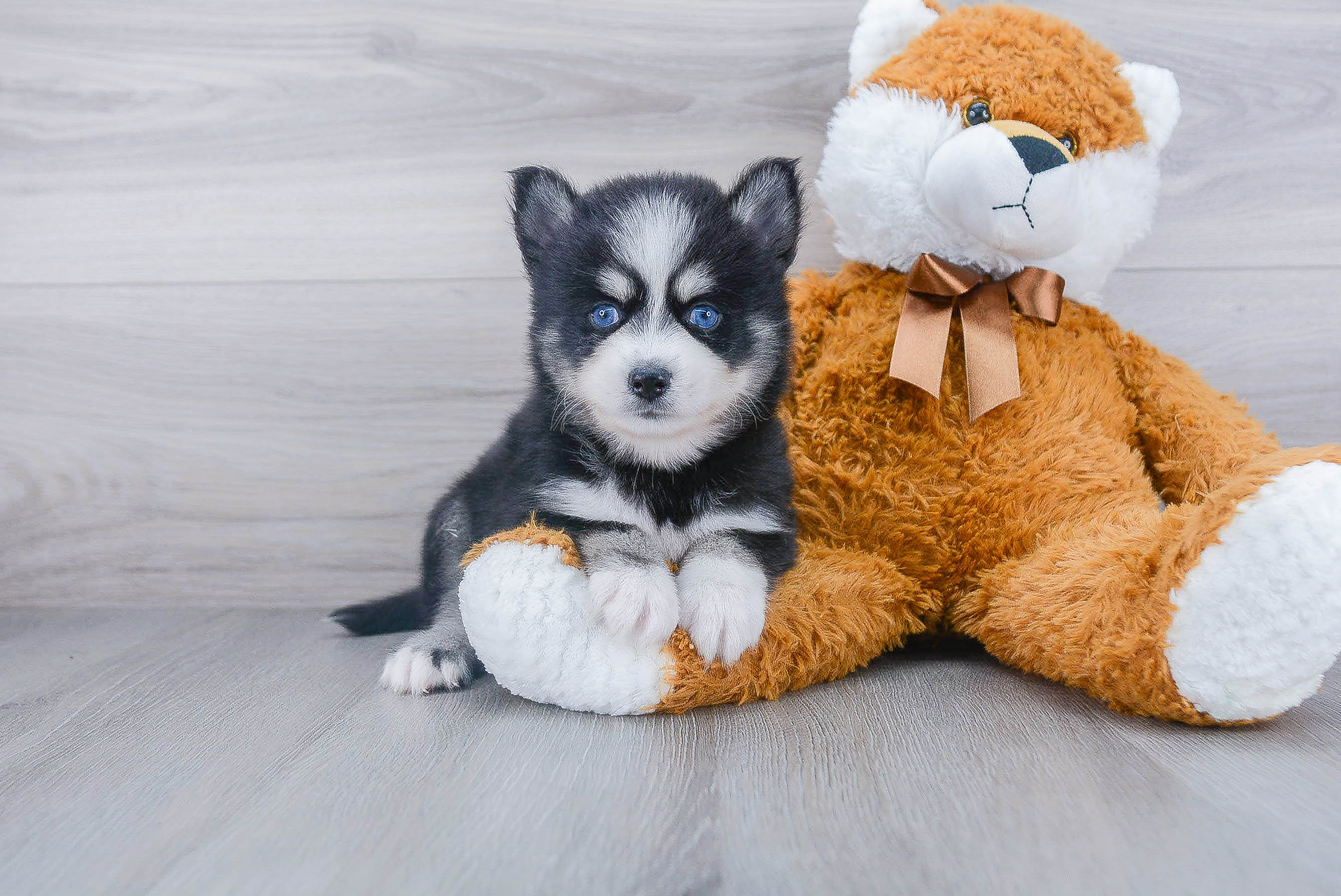 Playful Mini Husky Designer Puppy