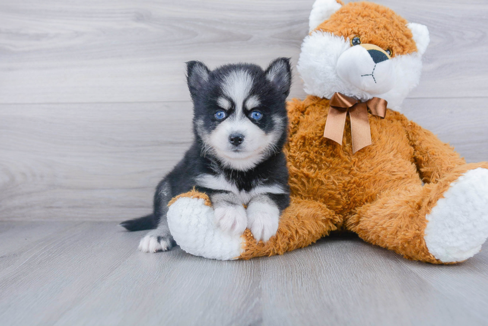 Playful Mini Husky Designer Puppy