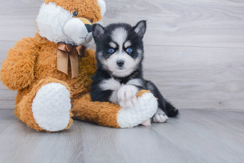 Small Pomsky Baby