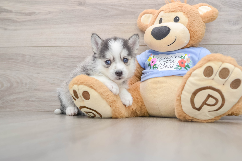 Playful Husky and Pomeranian Mix Designer Puppy