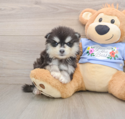 6 week old Pomsky Puppy For Sale - Premier Pups