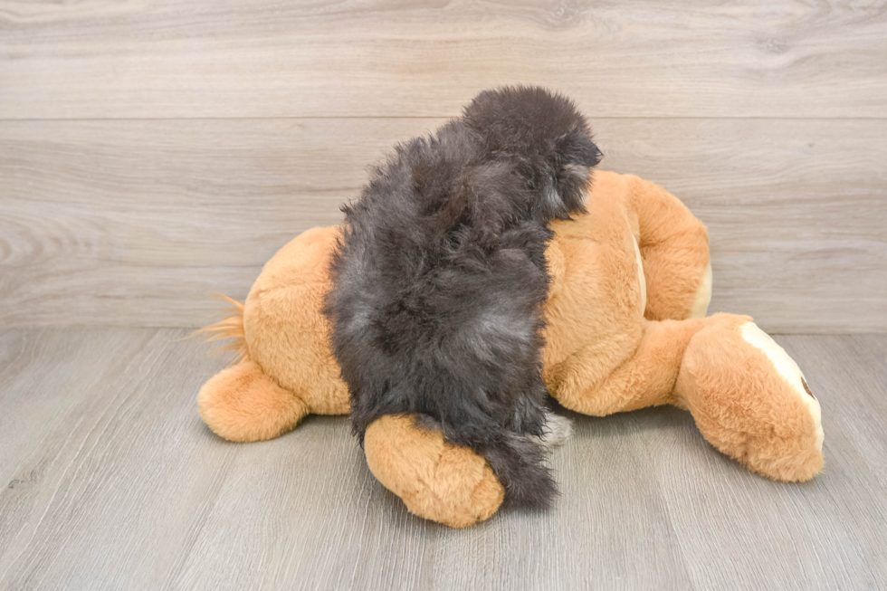 Funny Pomsky Designer Pup