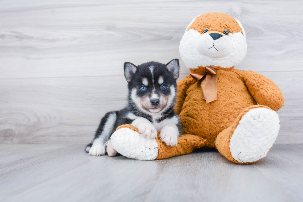 Pomsky Pup Being Cute