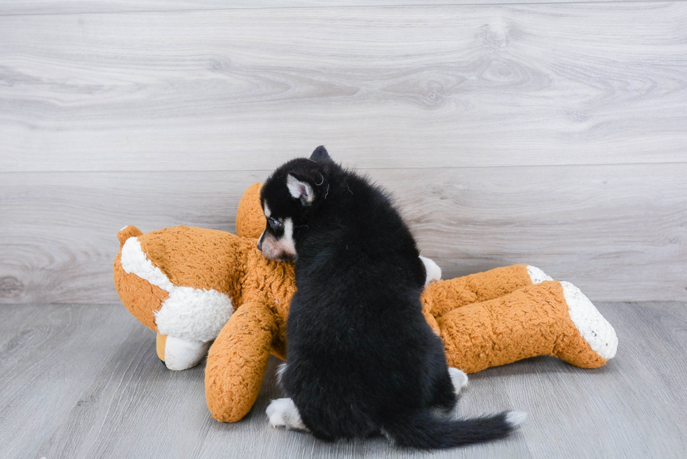 Pomsky Pup Being Cute