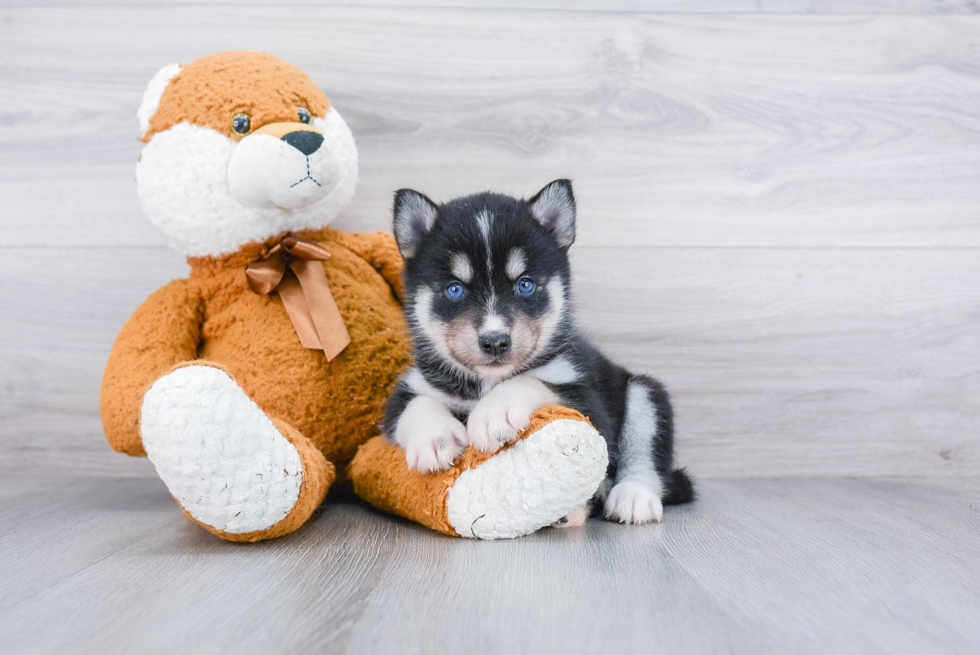 Energetic Mini Husky Designer Puppy